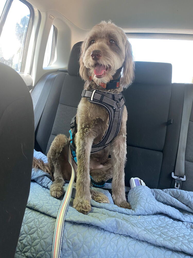 Scout, an adoptable Goldendoodle in Herriman, UT, 84096 | Photo Image 6