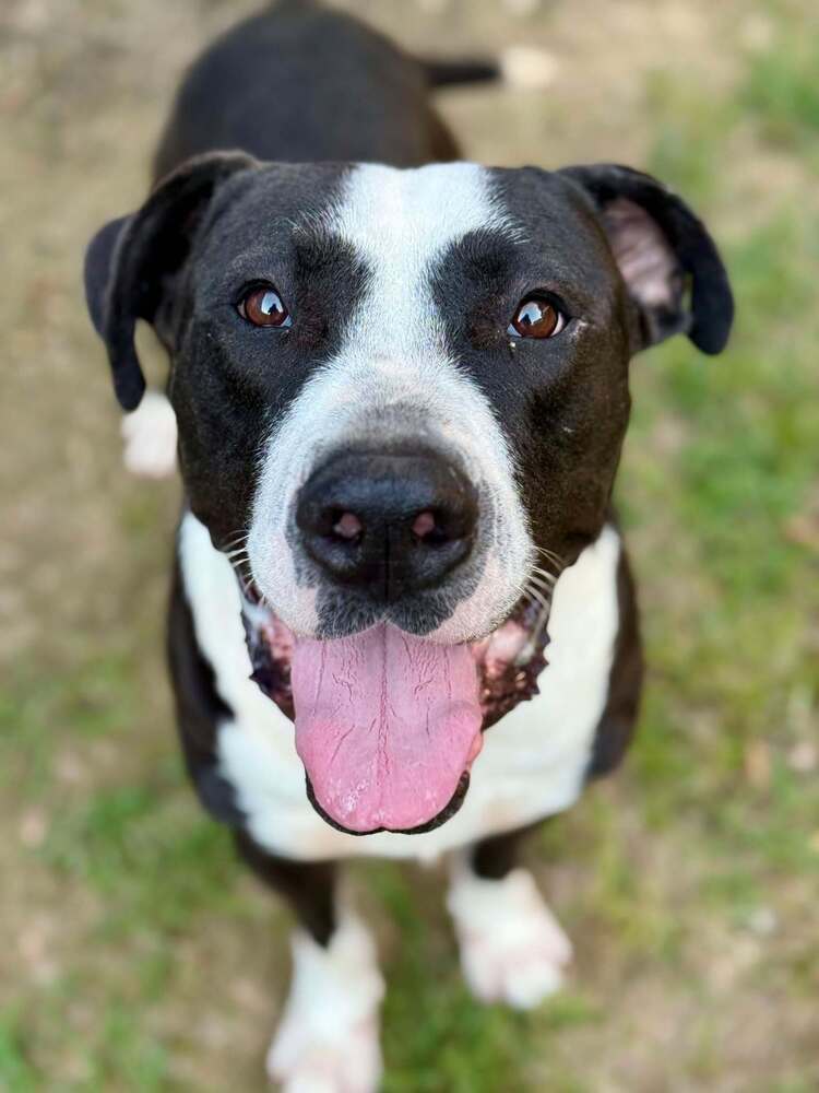 Boulder #A-137073, an adoptable American Staffordshire Terrier in Halifax, NS, B3J 3A5 | Photo Image 1
