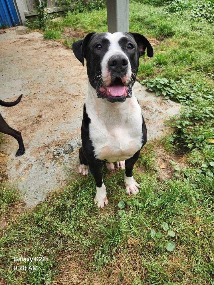 Boulder #A-137073, an adoptable American Staffordshire Terrier in Halifax, NS, B3J 3A5 | Photo Image 2