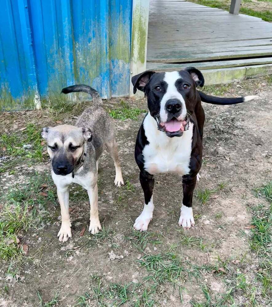 Boulder #A-137073, an adoptable American Staffordshire Terrier in Halifax, NS, B3J 3A5 | Photo Image 3