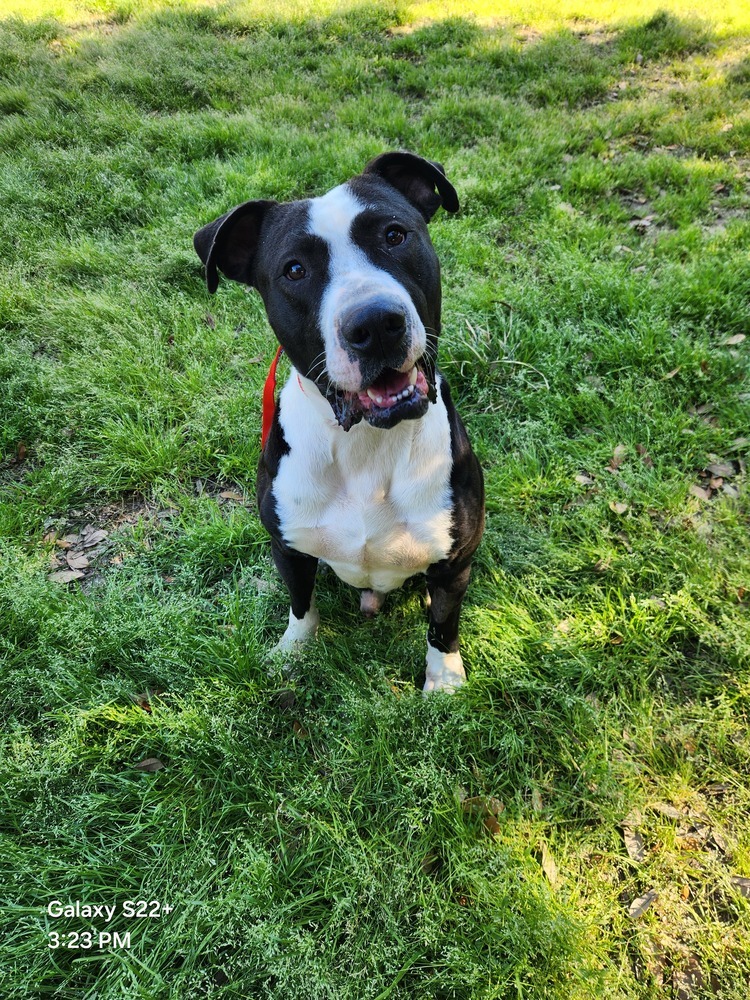 Boulder #A-137073, an adoptable American Staffordshire Terrier in Halifax, NS, B3J 3A5 | Photo Image 4