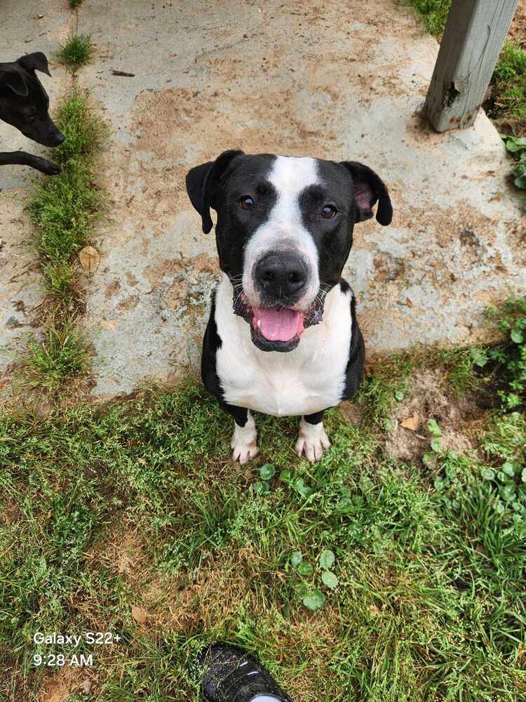 Boulder #A-137073, an adoptable American Staffordshire Terrier in Halifax, NS, B3J 3A5 | Photo Image 5