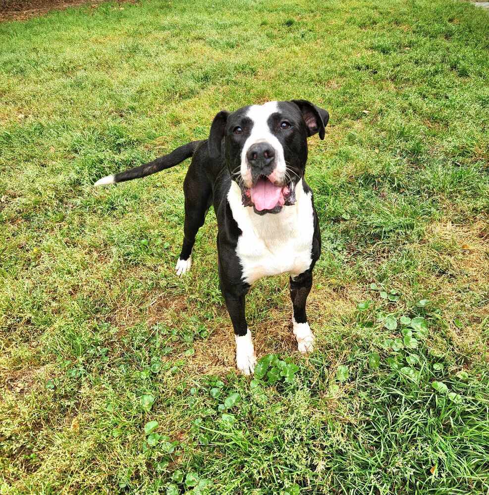 Boulder #A-137073, an adoptable American Staffordshire Terrier in Halifax, NS, B3J 3A5 | Photo Image 6