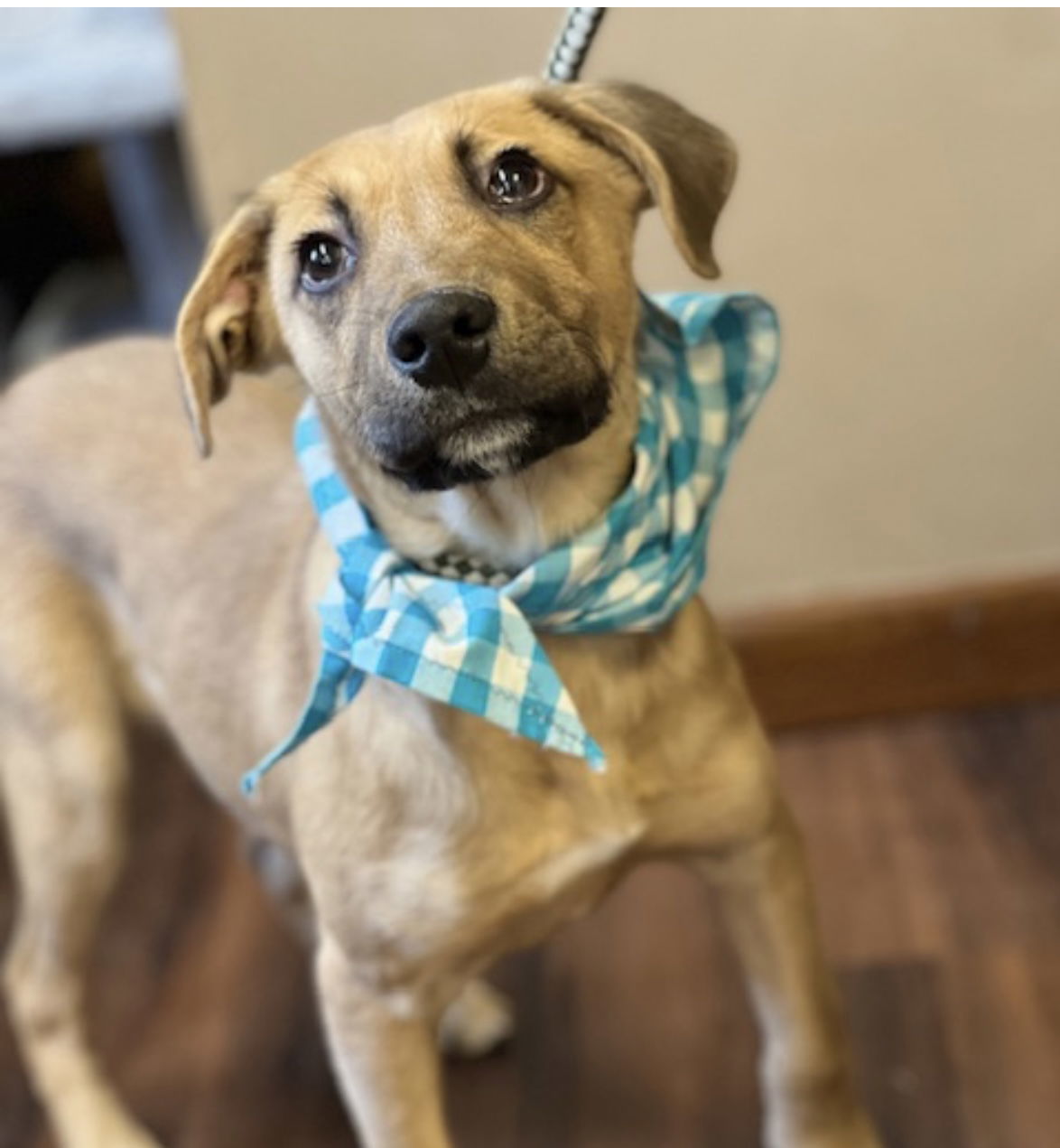 GOLDEN LAB MIX PUP ,MALE