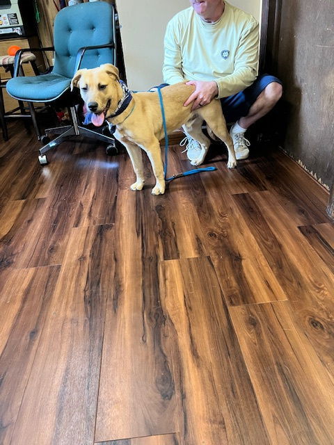 GOLDEN LAB MIX PUP ,MALE