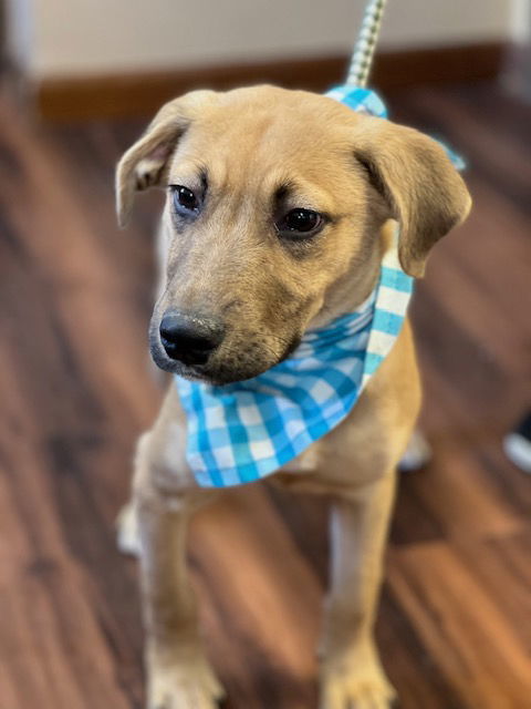 GOLDEN LAB MIX PUP ,MALE