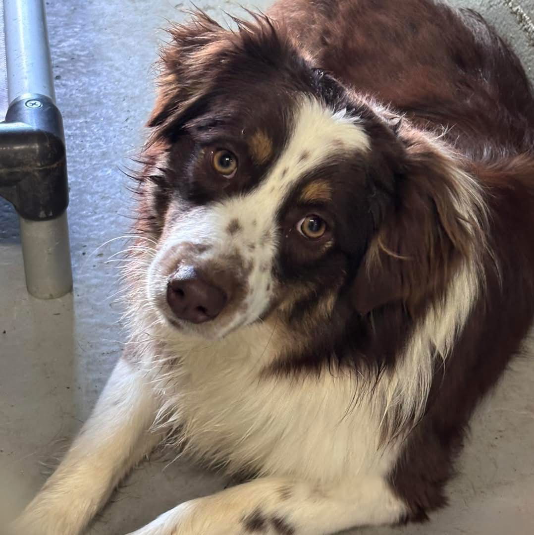 Elsa: Not at shelter (Tiffany)