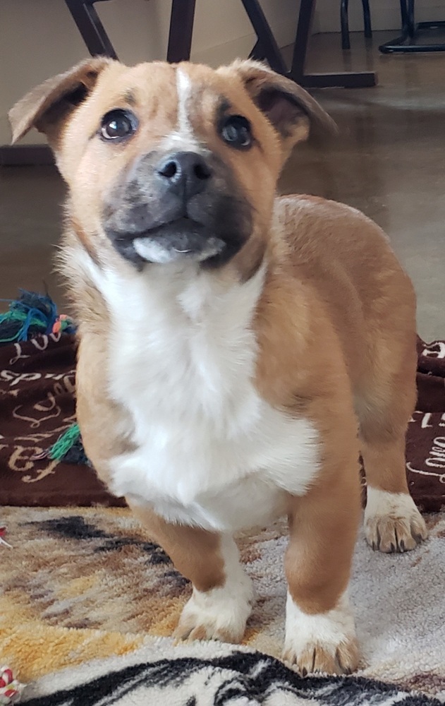 Jethro, an adoptable Australian Shepherd, Australian Cattle Dog / Blue Heeler in Challis, ID, 83226 | Photo Image 1