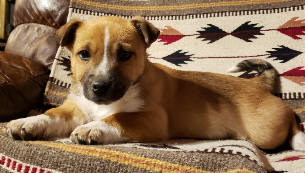 Jethro, an adoptable Australian Shepherd, Australian Cattle Dog / Blue Heeler in Challis, ID, 83226 | Photo Image 2