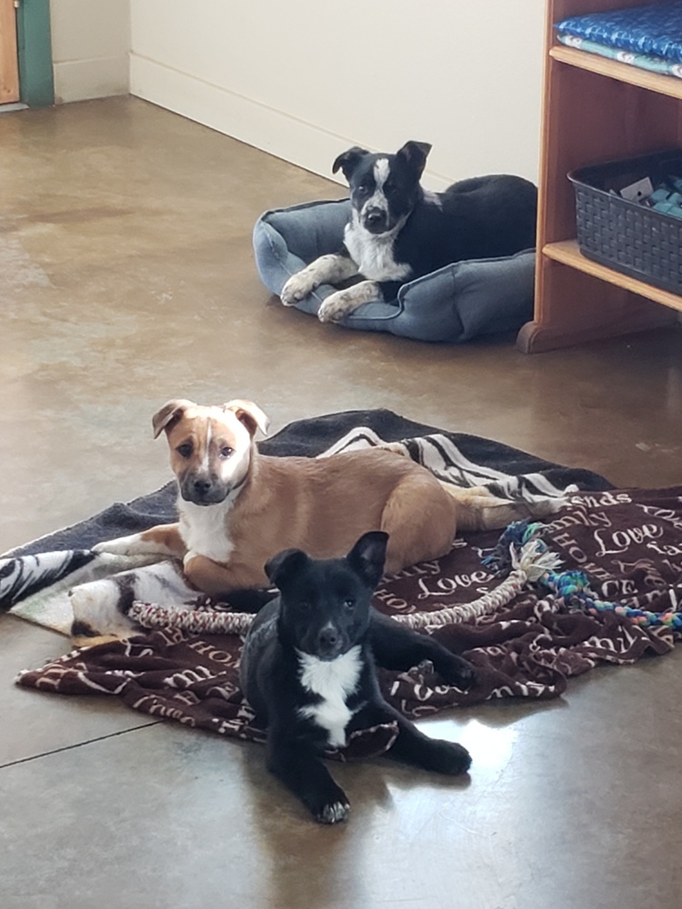 Jethro, an adoptable Australian Shepherd, Australian Cattle Dog / Blue Heeler in Challis, ID, 83226 | Photo Image 3