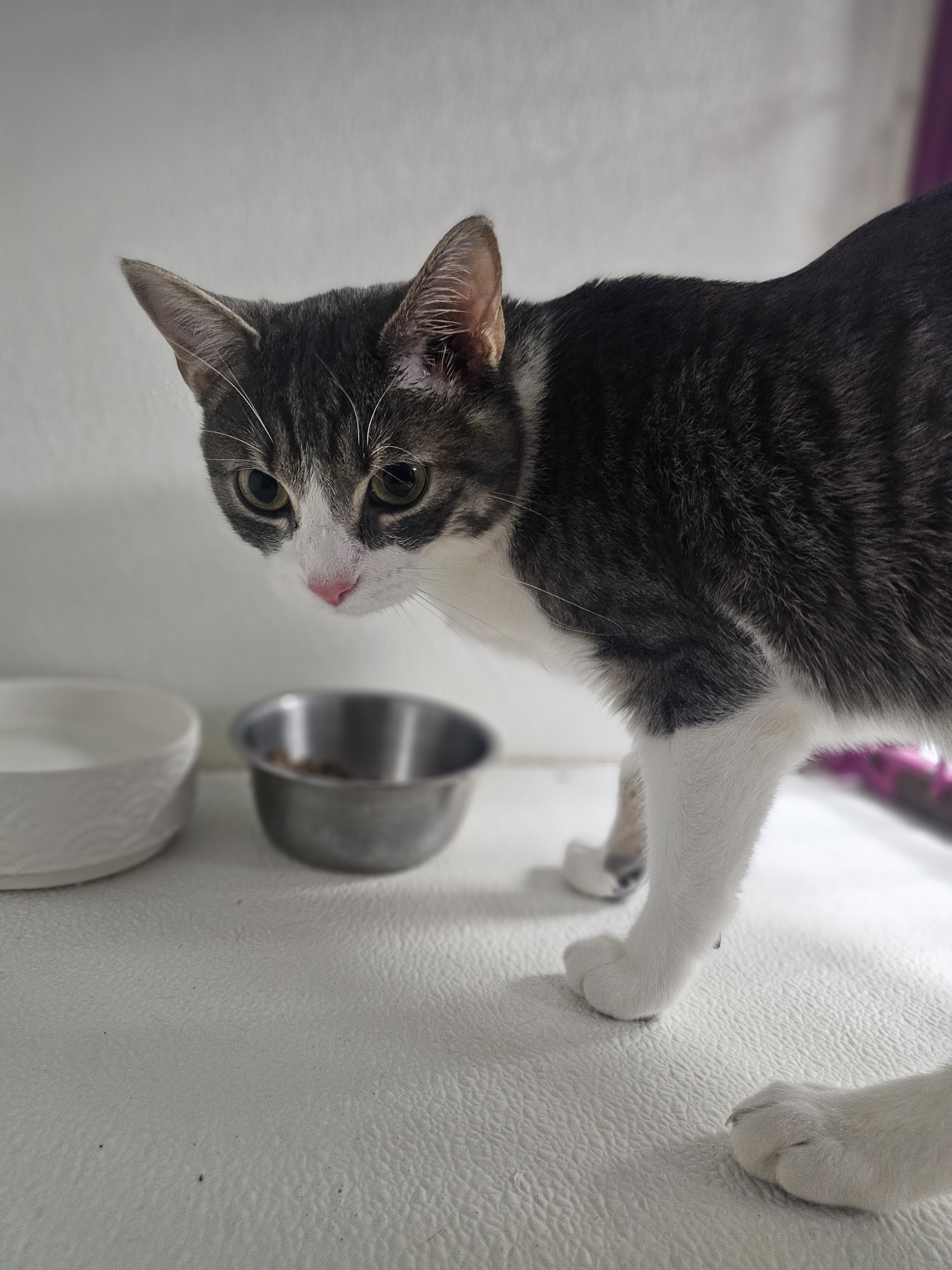 Bran, an adoptable Domestic Short Hair in San Angelo , TX, 76904 | Photo Image 1