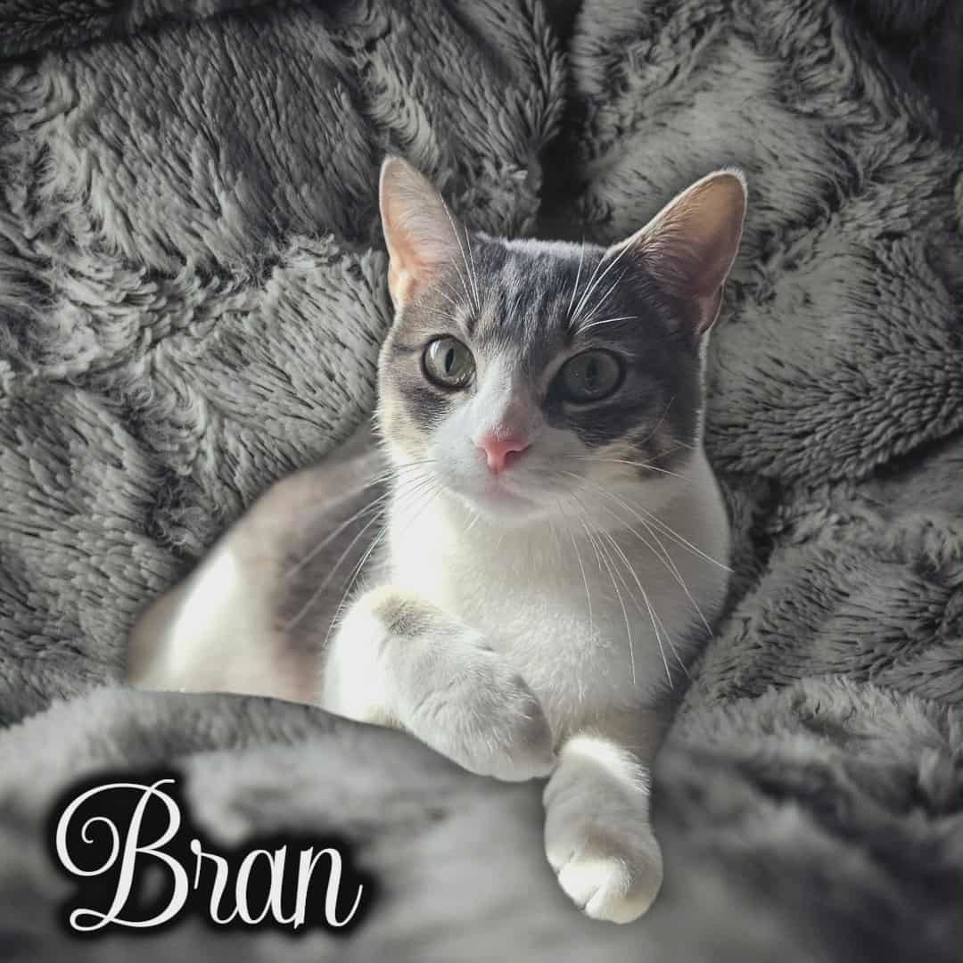 Bran, an adoptable Domestic Short Hair in San Angelo , TX, 76904 | Photo Image 1