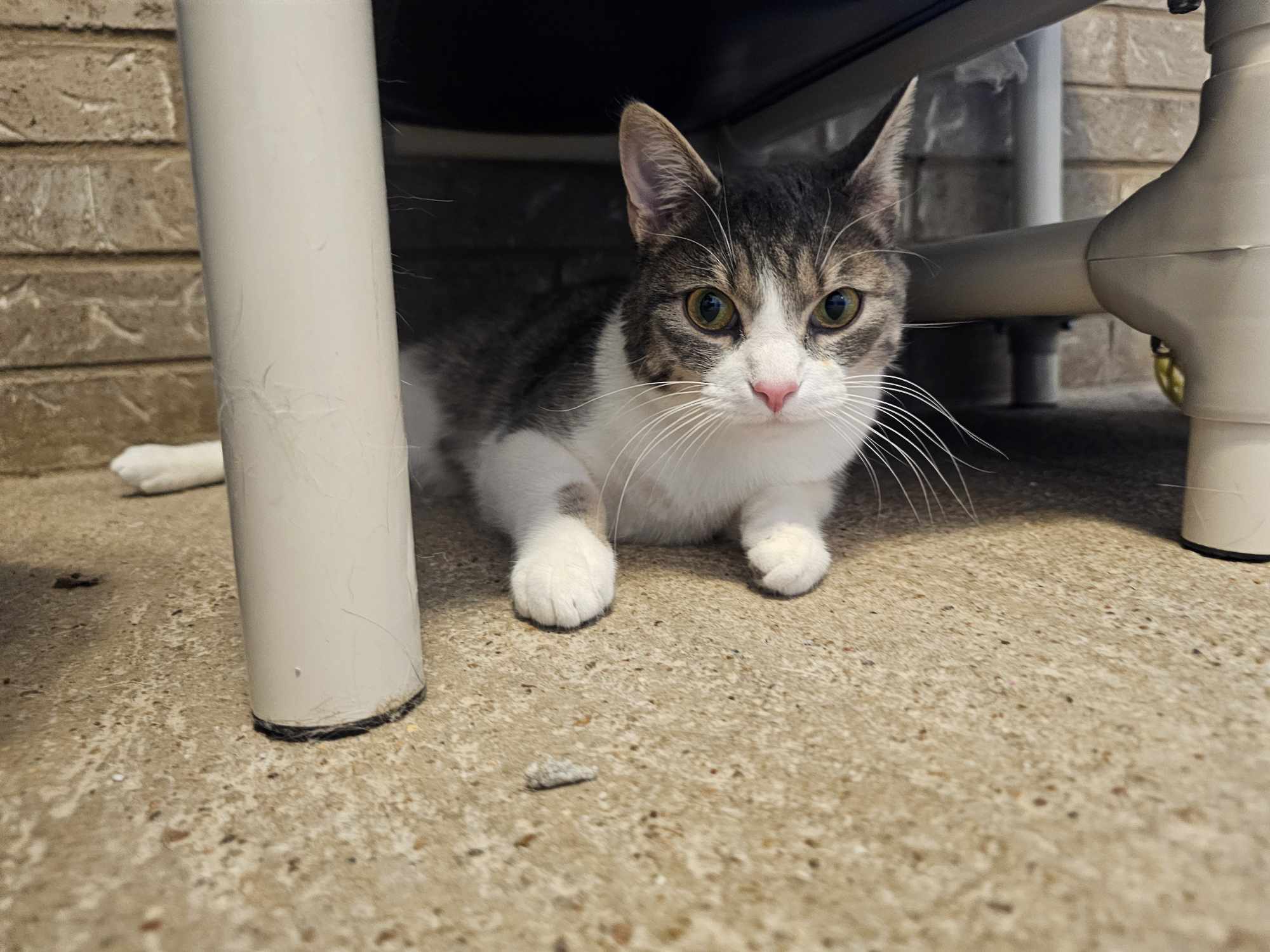 Bran, an adoptable Domestic Short Hair in San Angelo , TX, 76904 | Photo Image 2