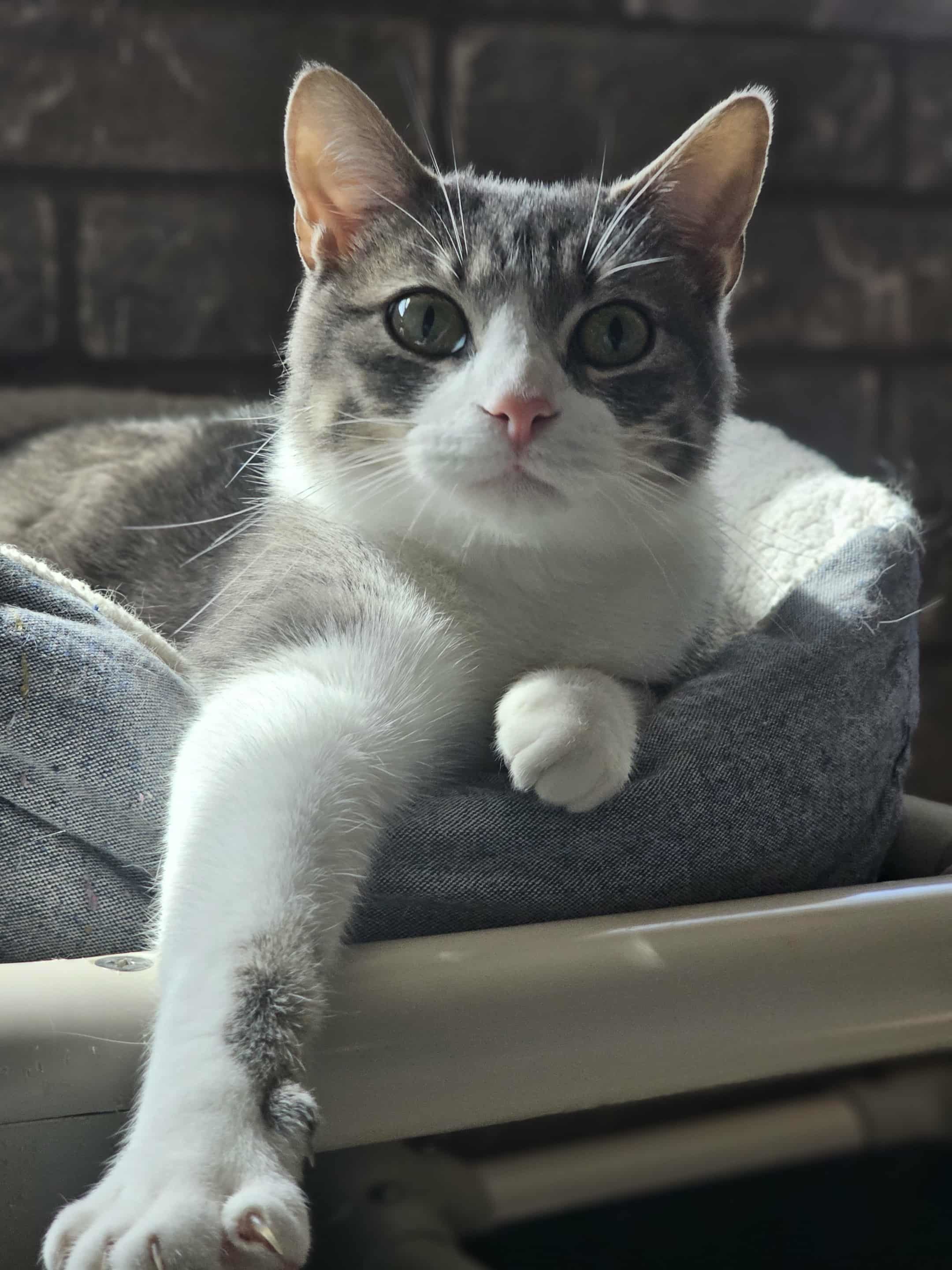 Bran, an adoptable Domestic Short Hair in San Angelo , TX, 76904 | Photo Image 2