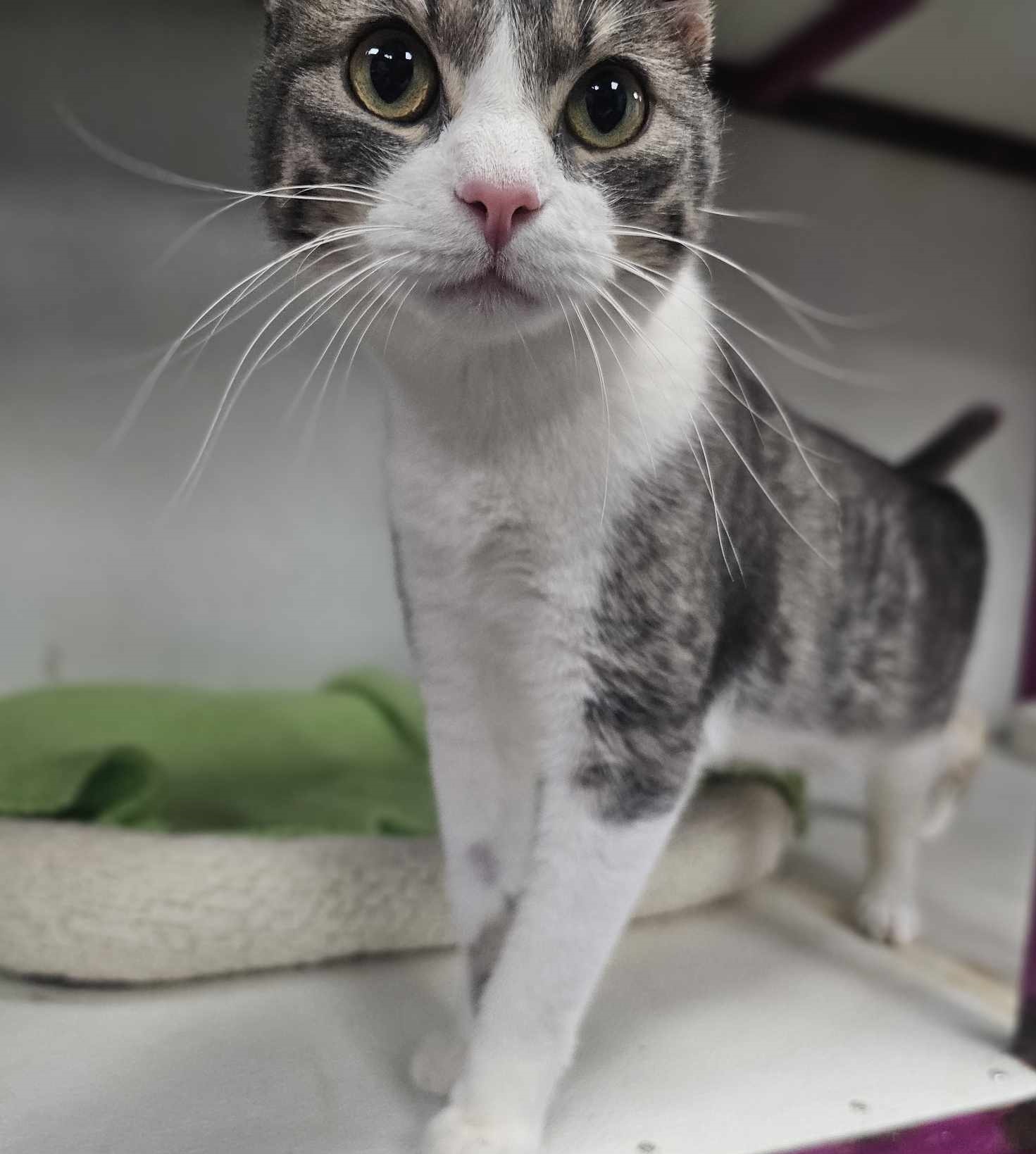 Bran, an adoptable Domestic Short Hair in San Angelo , TX, 76904 | Photo Image 3