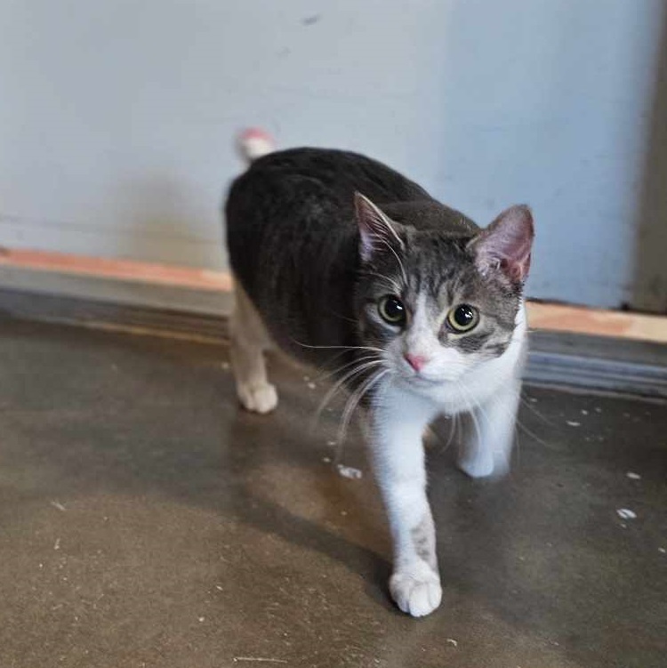 Bran, an adoptable Domestic Short Hair in San Angelo , TX, 76904 | Photo Image 4