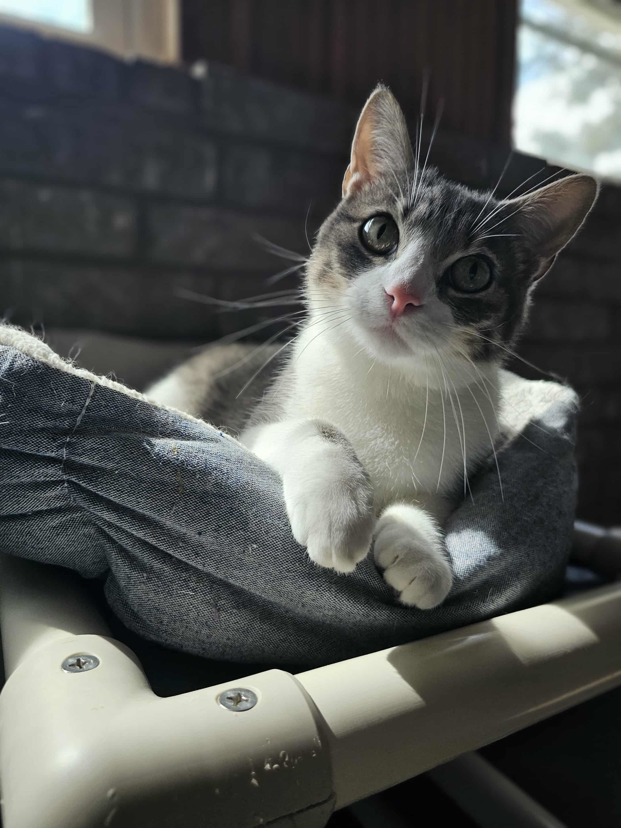 Bran, an adoptable Domestic Short Hair in San Angelo , TX, 76904 | Photo Image 4