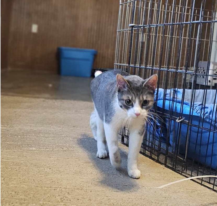 Bran, an adoptable Domestic Short Hair in San Angelo , TX, 76904 | Photo Image 6