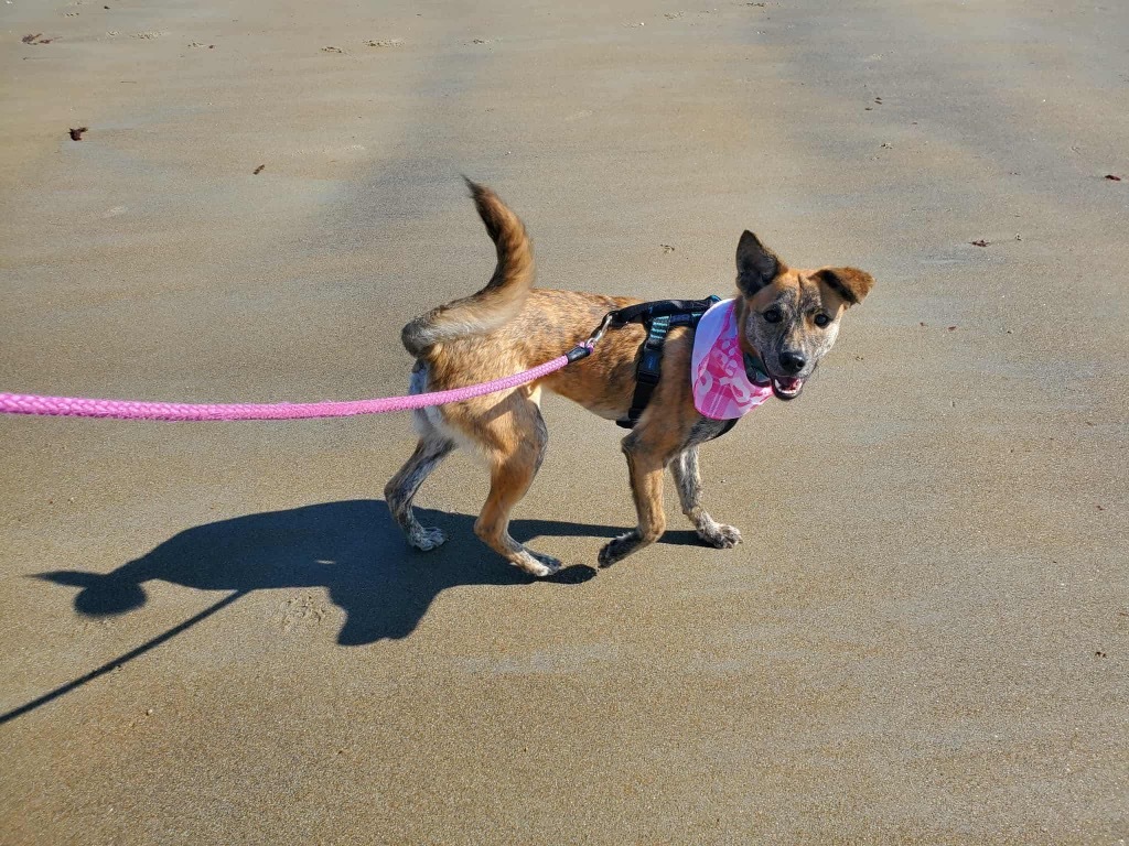 Kiwi PR, an adoptable Dutch Shepherd in Gorham, ME, 04038 | Photo Image 1