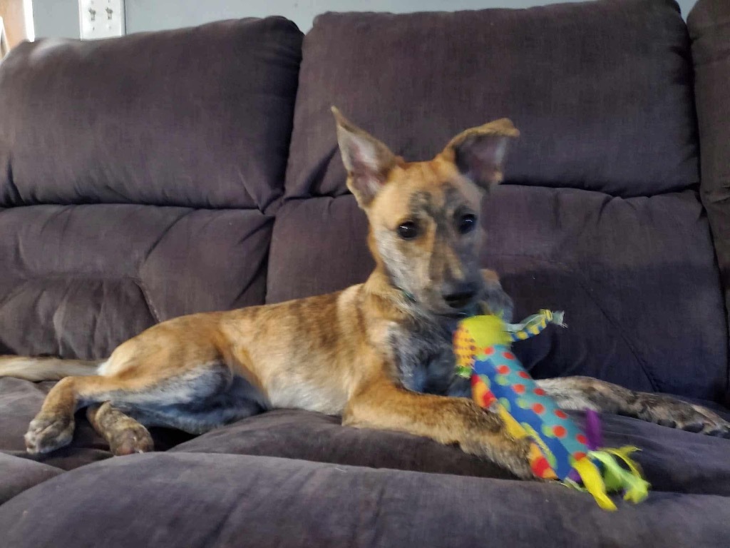 Kiwi PR, an adoptable Dutch Shepherd in Gorham, ME, 04038 | Photo Image 2