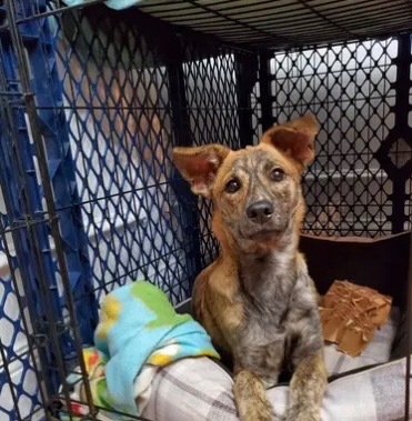 Kiwi PR, an adoptable Dutch Shepherd in Gorham, ME, 04038 | Photo Image 3
