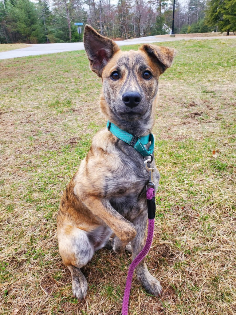 Kiwi PR, an adoptable Dutch Shepherd in Gorham, ME, 04038 | Photo Image 4