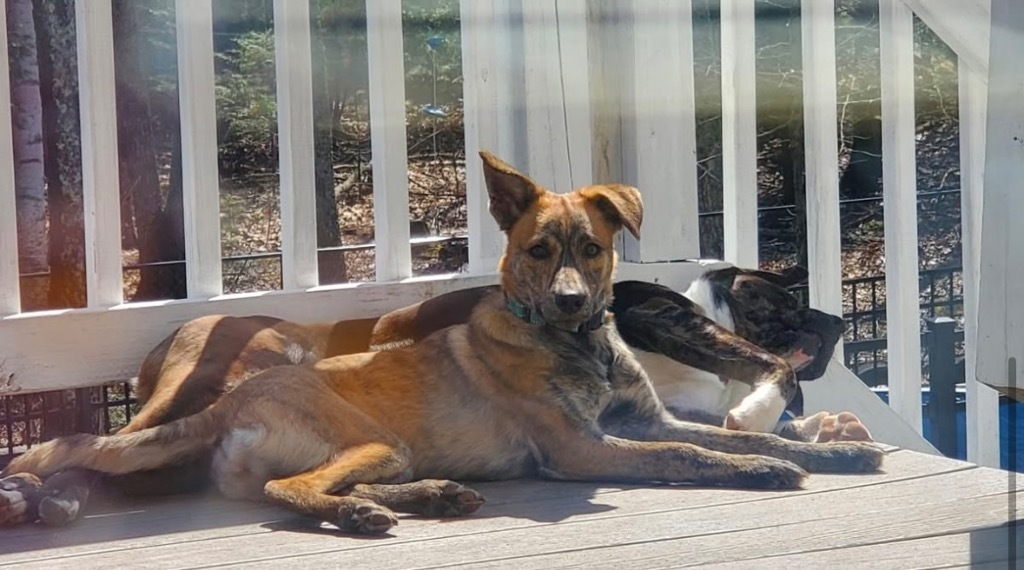 Kiwi PR, an adoptable Dutch Shepherd in Gorham, ME, 04038 | Photo Image 5