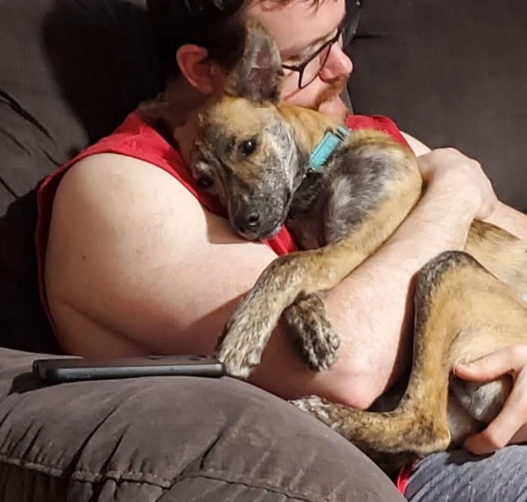 Kiwi PR, an adoptable Dutch Shepherd in Gorham, ME, 04038 | Photo Image 6