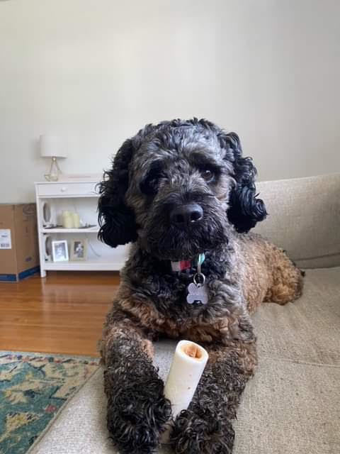 Bosco, an adoptable Cockapoo in St. Louis, MO, 63125 | Photo Image 1