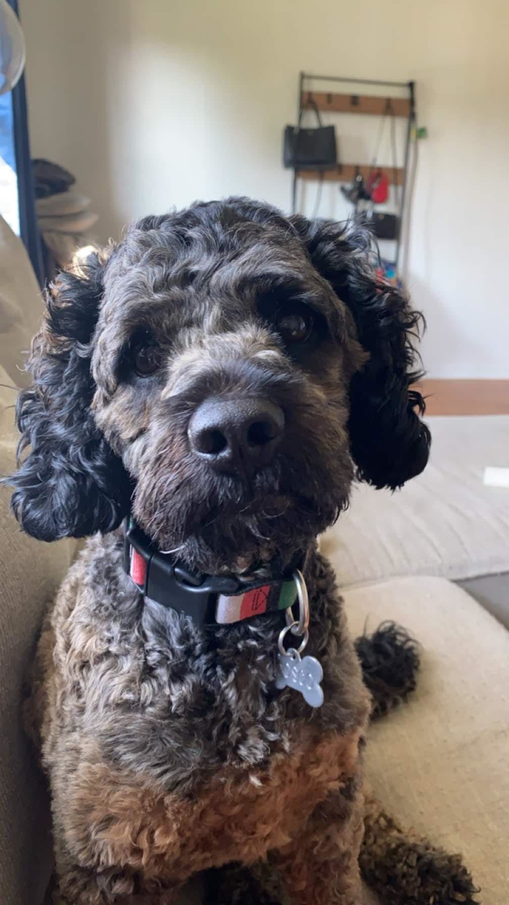 Bosco, an adoptable Cockapoo in St. Louis, MO, 63125 | Photo Image 3