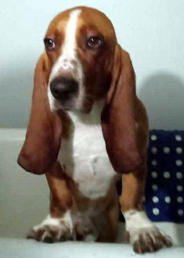 DUNCAN - ADOPTION PENDING!