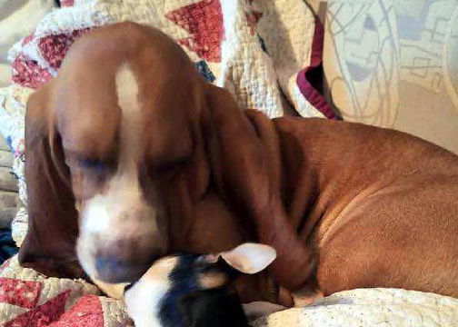 DUNCAN - ADOPTION PENDING!