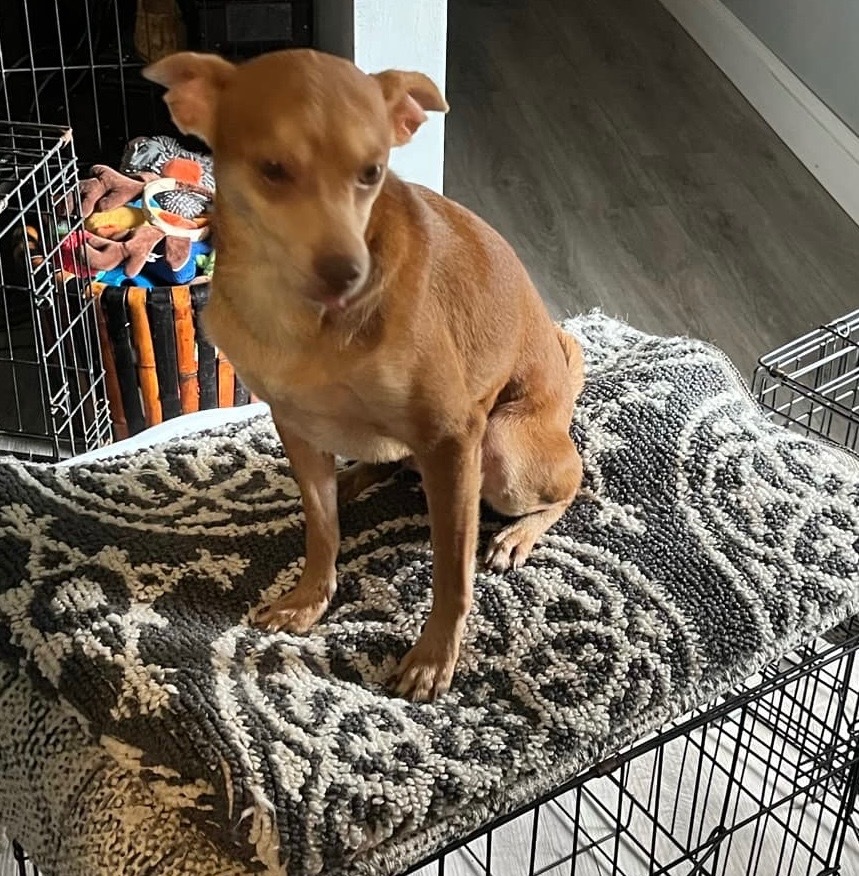 Orville, an adoptable Chihuahua in Gorham, ME, 04038 | Photo Image 1
