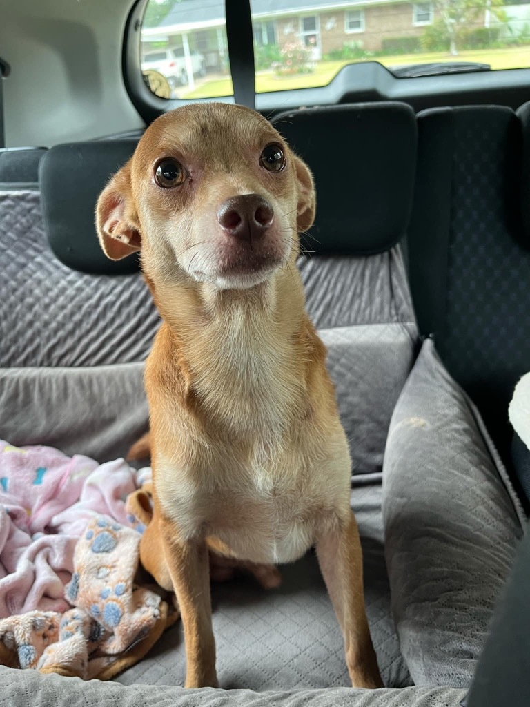 Orville, an adoptable Chihuahua in Gorham, ME, 04038 | Photo Image 2