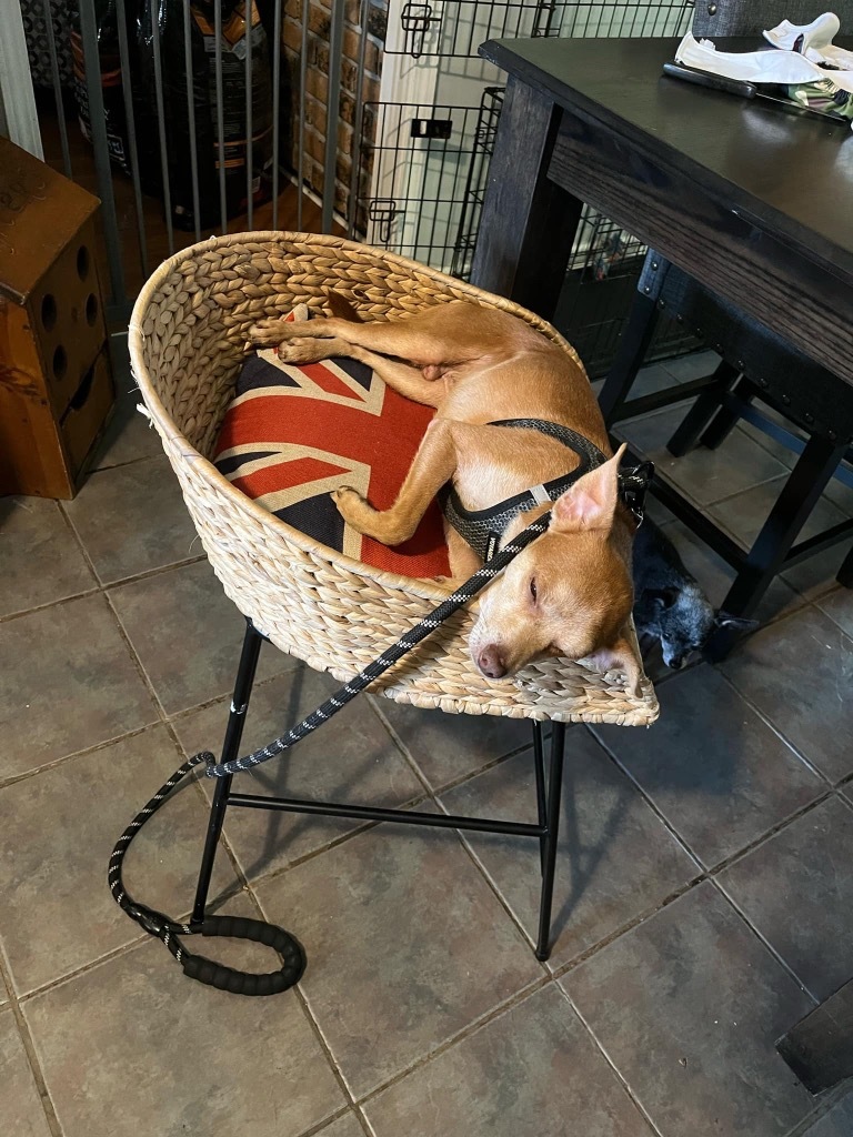 Orville, an adoptable Chihuahua in Gorham, ME, 04038 | Photo Image 3