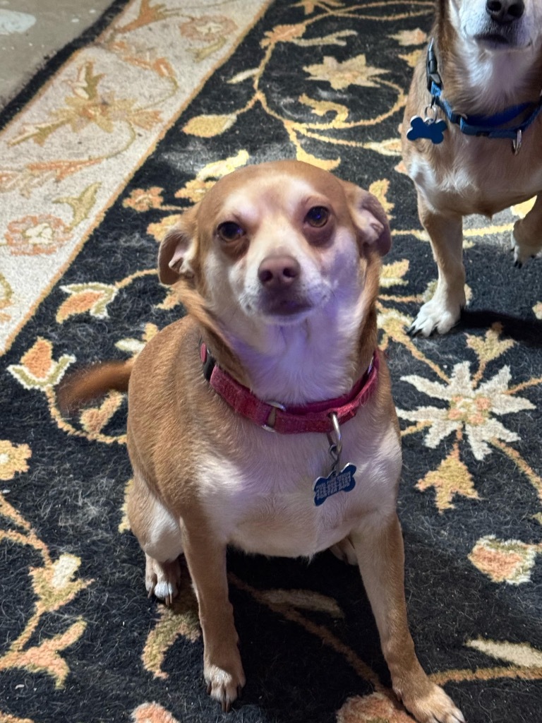 Orville, an adoptable Chihuahua in Gorham, ME, 04038 | Photo Image 4