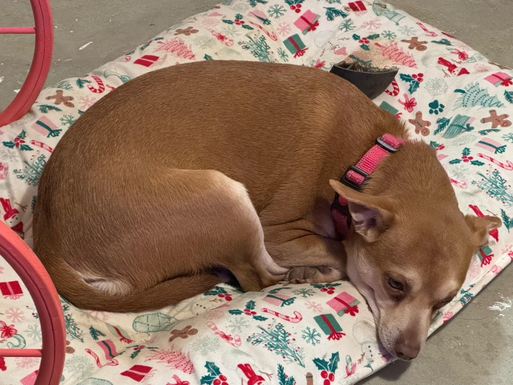 Orville, an adoptable Chihuahua in Gorham, ME, 04038 | Photo Image 5