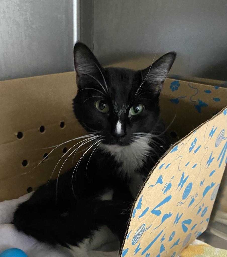 Jasmin, an adoptable Domestic Short Hair in Hot Springs, AR, 71901 | Photo Image 1