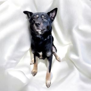 Onyx, Young Female Shepherd