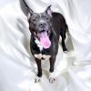 Thor (Onyx)