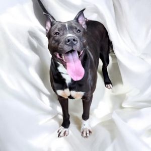 Thor (Onyx)