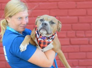 My Foster Writes Amy is a loving loyal foster dog with a personality as big as her heart Just lik