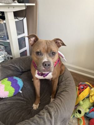 Amy, Adult Female unknown