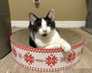 Daffodil, Young Female Domestic Short Hair
