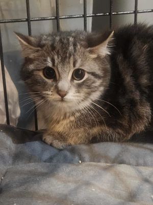 Silver, Baby Female unknown