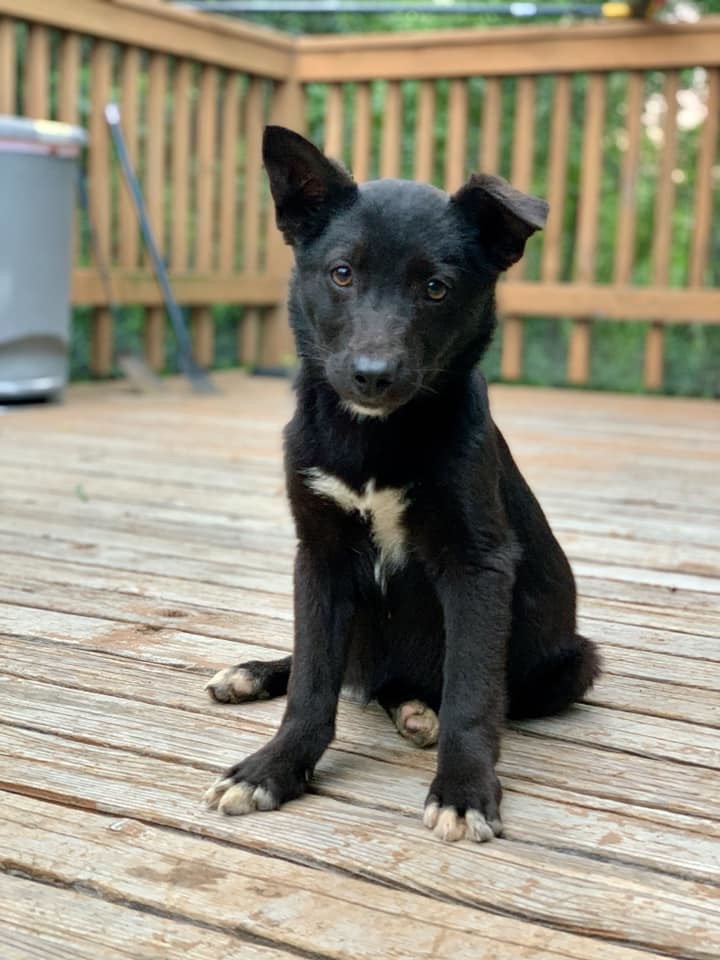 Ebony