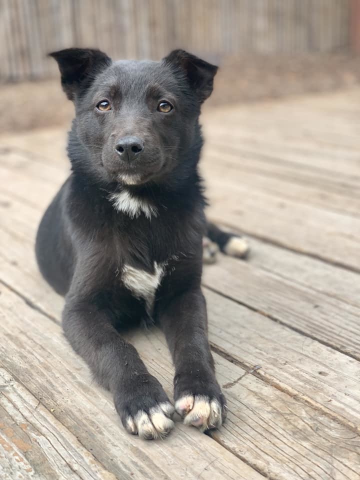 Ebony