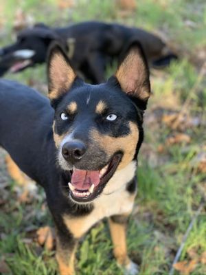 Cattle Dog mix female 15 years oldMama Sabine is a 15 year old 40 lb Cattle Dog mix She so