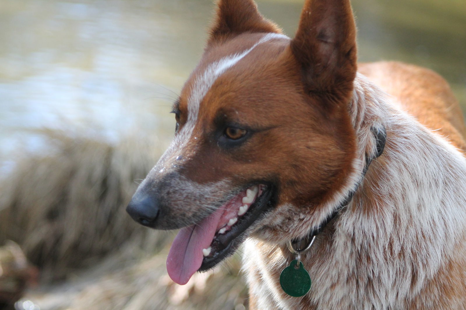 Banjo