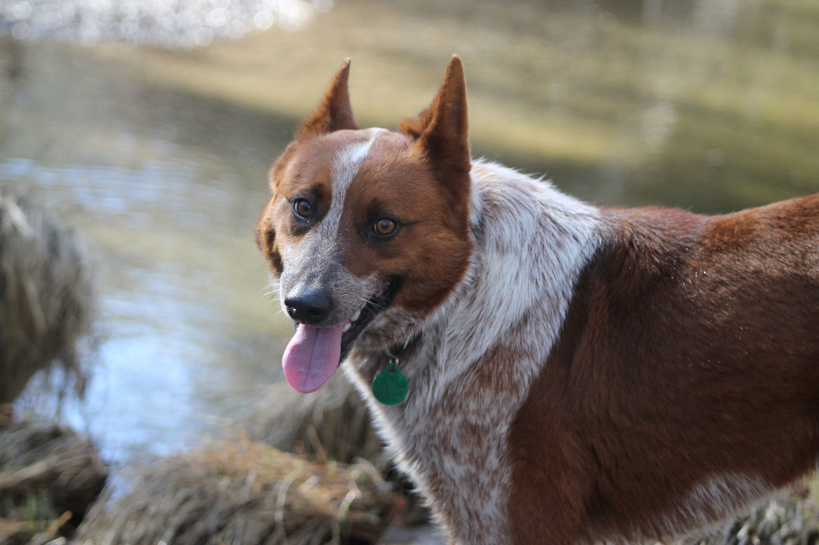 Banjo